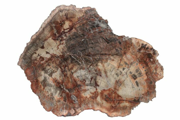 Triassic, Petrified Wood (Araucaria) Slab - Madagascar #224086